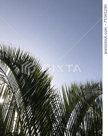 Blue sky and palm tree 75565290
