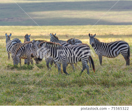 Zebra herd (Equus zebra) at grassland conservation area of Ngorongoro crater. Wildlife safari concept. Tanzania. Africa 75565322