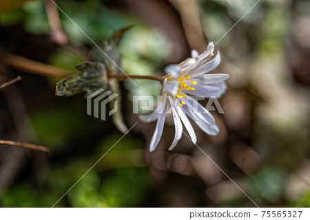 Blooming white Anemone keiskei flowers Blooming white Anemone keiskei flowers 75565327
