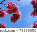 Cherry blossom sculpture (Kanzakura) Cherry blossom sculpture (Kanzakura) 75566050