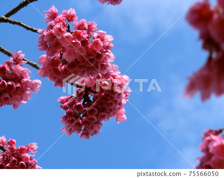 櫻花雕塑(Kanzakura) 櫻花雕塑(Kanzakura) 75566050