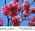 Cherry blossom sculpture (Kanzakura) Cherry blossom sculpture (Kanzakura) 75566051