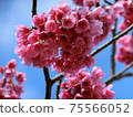 Cherry blossom sculpture (Kanzakura) Cherry blossom sculpture (Kanzakura) 75566052