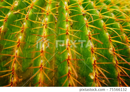 Cactus spear Cactus spear 75566132