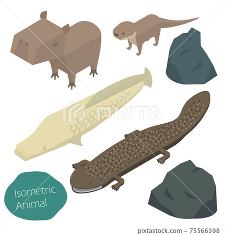 Capybara, river otter, pirarucu, giant salamander isometric illustration 75566398