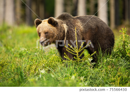 Brown bear standing on greenery in summertime nature 75566430