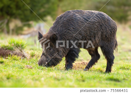 Wild boar feeding on pasture in springtime nature. Wild boar feeding on pasture in springtime nature. 75566431