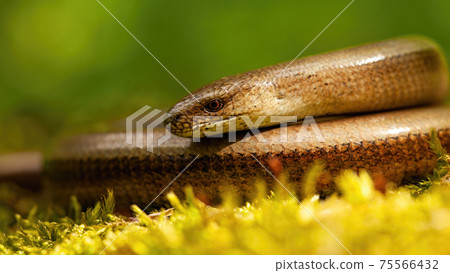 Close-up of deaf adder lying on a mossy ground in spring nature. 75566432