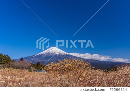 Mitsumata flowers and Mt. Fuji in Shiraito Nature Park (Shizuoka Prefecture) Mitsumata flowers and Mt. Fuji in Shiraito Nature Park (Shizuoka Prefecture) 75566824