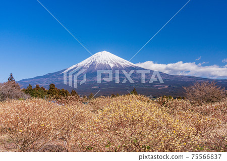 Mitsumata flowers and Mt. Fuji in Shiraito Nature Park (Shizuoka Prefecture) 75566837