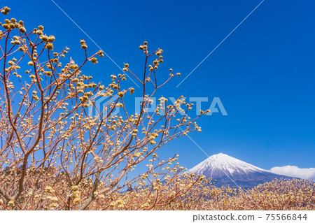 Mitsumata flowers and Mt. Fuji in Shiraito Nature Park (Shizuoka Prefecture) 75566844