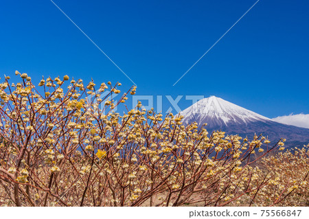 Mitsumata flowers and Mt. Fuji in Shiraito Nature Park (Shizuoka Prefecture) 75566847