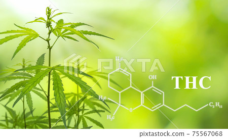 Cannabis Wallpaper. Chemical formula Tetrahydrocannabinol (THC) develops premium cannabis and cannabis products for medical purposes. 75567068