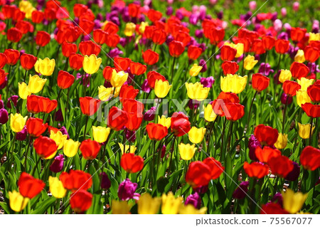 Musashi Hill Forest Park Spring Flower Tulip Field Musashi Hill Forest Park Spring Flower Tulip Field 75567077