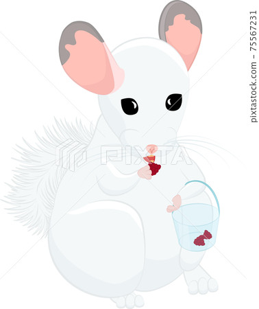 Cute stylized cartoon white chinchilla eating raspberries isolated on green Cute stylized cartoon white chinchilla eating raspberries isolated on green 75567231