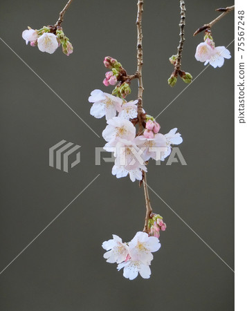 Kawazu Sakura(Kawazuzakura) Kawazu Sakura(Kawazuzakura) 75567248