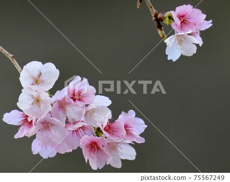 Kawazu Sakura (Kawazuzakura) 75567249