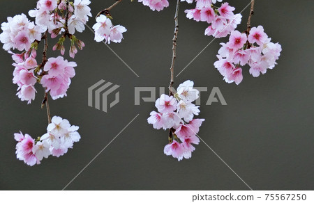 Kawazu Sakura(Kawazuzakura) Kawazu Sakura(Kawazuzakura) 75567250