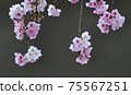 Kawazu Sakura (Kawazuzakura) Kawazu Sakura (Kawazuzakura) 75567251