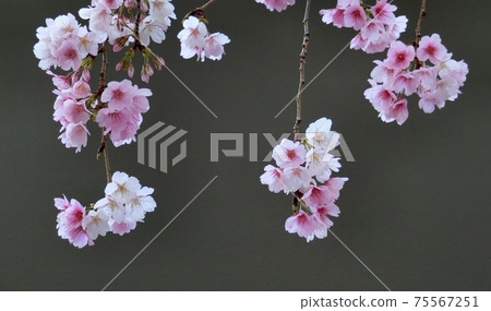Kawazu Sakura(Kawazuzakura) Kawazu Sakura(Kawazuzakura) 75567251