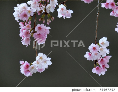 Kawazu Sakura(Kawazuzakura) Kawazu Sakura(Kawazuzakura) 75567252