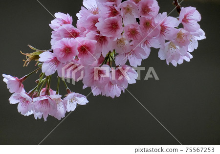 Kawazu Sakura(Kawazuzakura) Kawazu Sakura(Kawazuzakura) 75567253