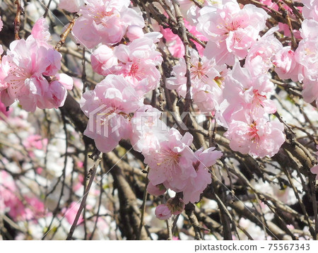 Genpei桃垂枝桃Genpei桃垂枝桃 75567343