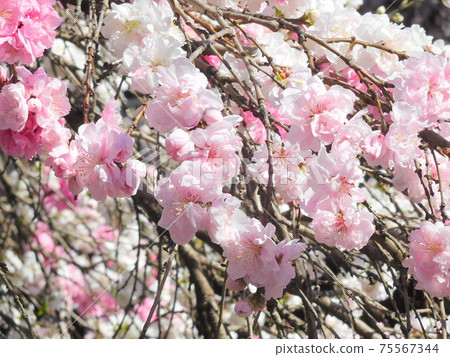 Genpei peach Weeping peach Genpei weeping peach Genpei peach Weeping peach Genpei weeping peach 75567344