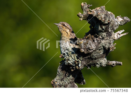 Eurasian wryneck hiding behind a stump in summer nature. Eurasian wryneck hiding behind a stump in summer nature. 75567348