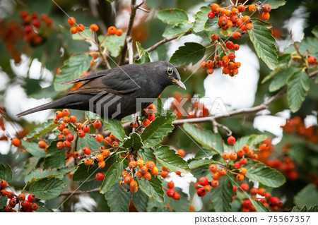 Common blackbird sitting on rowan in autumn nature 75567357
