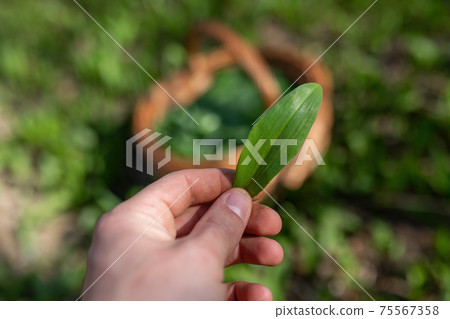 Human hand plucking bear garlic to the wooden basket 75567358