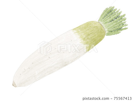 Japanese radish Japanese radish 75567413