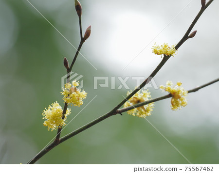 Lindera obtusiloba in early spring 75567462