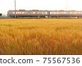 A train running over the wheat field 75567536