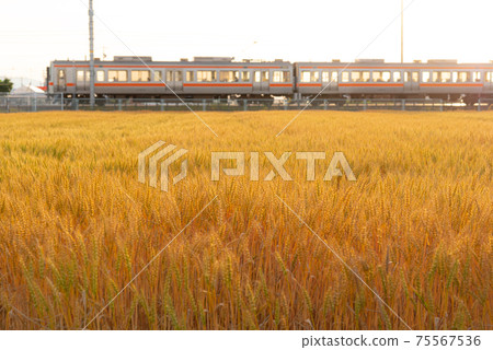 A train running over the wheat field A train running over the wheat field 75567536
