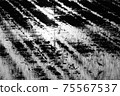 Birds walking in paddy fields monochrome 75567537