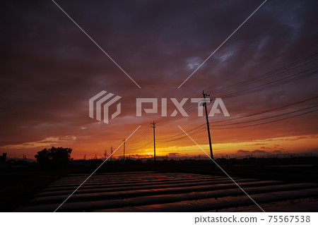 電線桿的輪廓連接到夕陽的天空 75567538