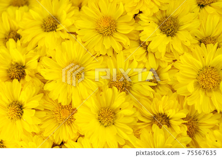 Closed up of yellow color Chrysanthemum flower pattern background Closed up of yellow color Chrysanthemum flower pattern background 75567635