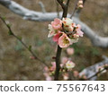 梅花 75567643