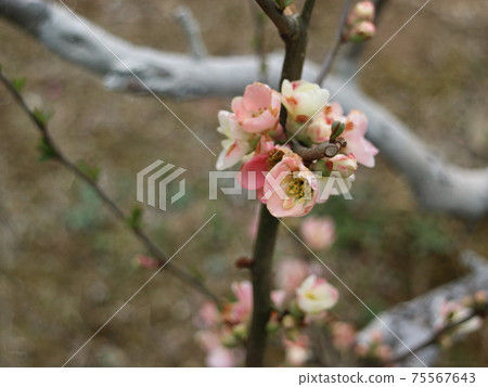 梅花 75567643