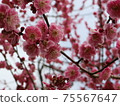 梅花 75567647