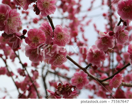梅花 75567647