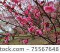 梅花 75567648