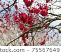 梅花 75567649