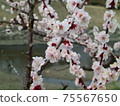 梅花 75567650