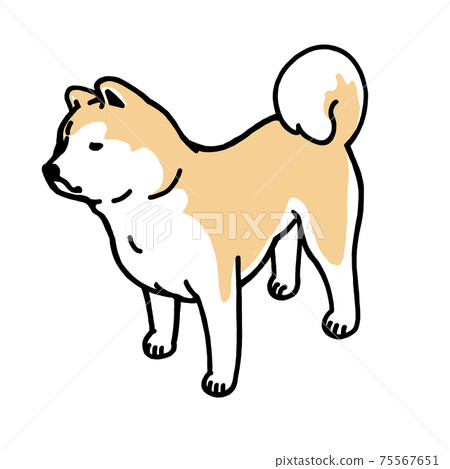 秋田犬 75567651