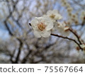 梅花 75567664
