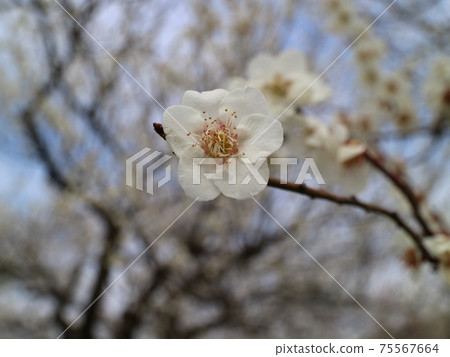 梅花 75567664