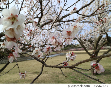 梅花 75567667