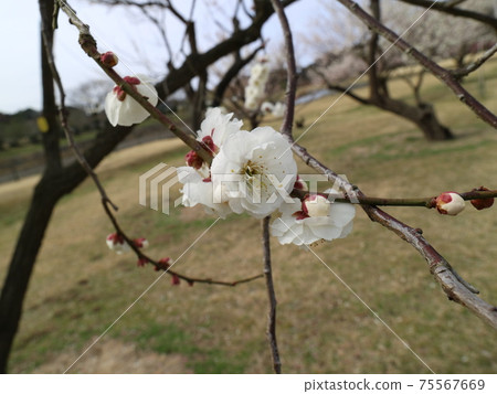 梅花 75567669